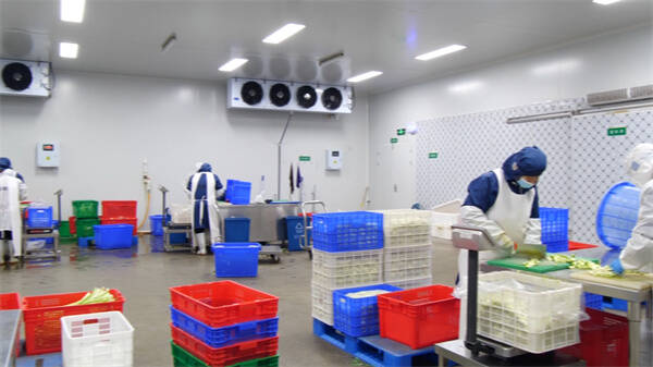 东营市东营区 “净菜工厂”24小时运转 单日最大产能30吨守护市民“菜篮子”